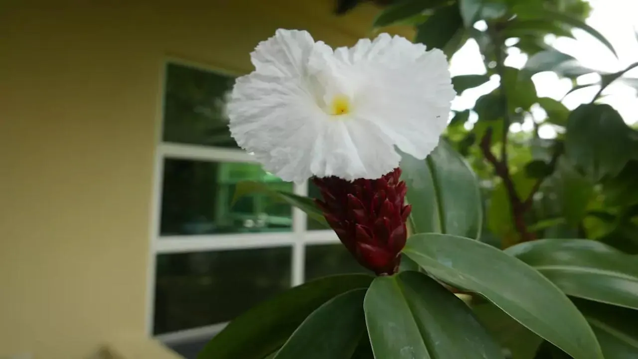 Pandora Spring Villa Kuala Lumpur Homestay